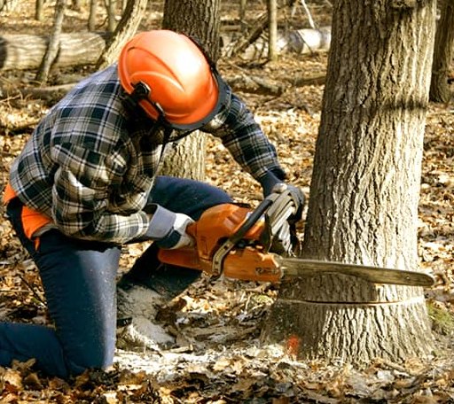 Tree Removal in Dysart, IA